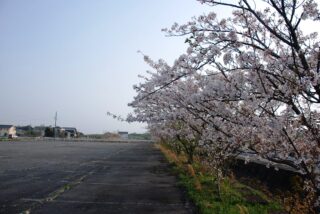桜並木