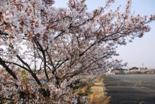桜