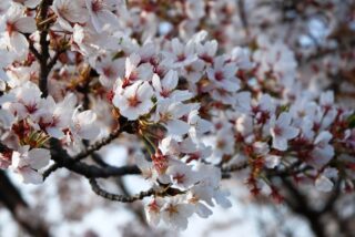 桜の花