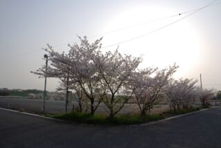 桜並木
